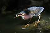 Green Heron